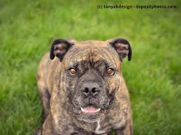 The olde english bulldogge has a short tail, rounded chest, and compact, muscular body. Old English Bulldog Steckbrief Mit Fci Klasse Haustiermagazin