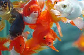 pin by alfred galura on aqua ripples boats koi fishes still life fishes goldfish fish pet koi fish