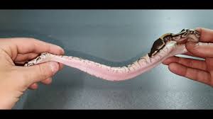 The blue eye leucistic ball python ( python regius) is a good snake for a beginning snake owner. Did We Hit A Banana Blue Eyed Leucistic Ball Python Egg Cutting Youtube