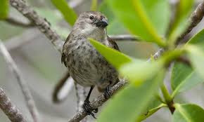 Mangrove Finch Galapagos Conservation Trust Mangrove Galapagos Endangered