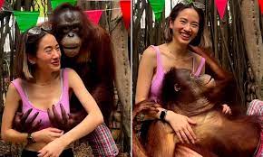 Notorious' orangutan gropes giggling woman's breasts at Thai zoo | Daily  Mail Online