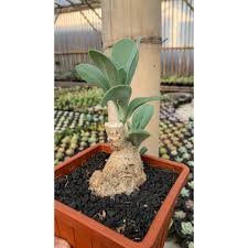 Image result for Kleinia grantii