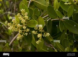 Image result for Rhizophora racemosa