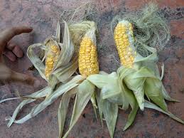 Corn is one of the most widely grown. Tried Planting Corn In My Front Yard For The First Time Turned Out Like This Any Advice Growing In A Tropical Climate With Full Sunlight And Frequent Rain Gardening