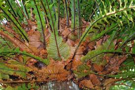 Image result for Drynaria volkensii