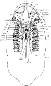 Image result for Dignathia