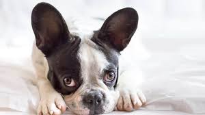 Proudly serving the furry friends of pittsburgh! 7 Top Dog Friendly Hotels In Pittsburgh The Dog People By Rover Com