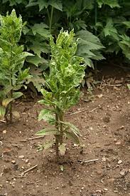 Image result for Guizotia