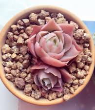 Rare Succulent Echeveria Amoena Perote 10 Seeds For Sale Online Ebay 0 more photos view gallery. rare succulent echeveria amoena