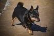 Find A Puppy - Lancashire Heeler Community