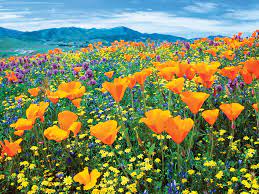 Maybe you would like to learn more about one of these? Destination Lancaster Antelope Valley California Poppy Reserve Destination Lancaster