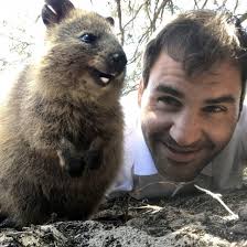The term fédérés (sometimes translated to english as federates) most commonly refers to the troops who volunteered for the french national guard in the summer of 1792 during the french revolution. Australia Il Selfie Perfetto Di Federer Anche Il Quokka Sorride Immagini Divertenti Di Animali Animali Divertenti Animali