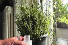 Im haus halt man groβen hund für den schutz. Video Lavendel In Der Wohnung Halten Pflegehinweise