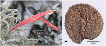 Image result for Justicia engleriana