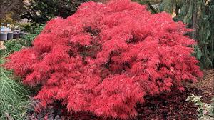Next figure the landscape value to the cost. Buy Acer Palmatum Dissectum Crimson Queen Laceleaf Japanese Maple Mr Maple Buy Japanese Maple Trees