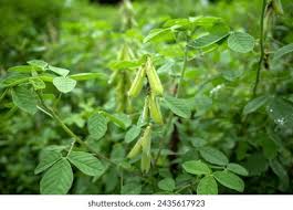Image result for Crotalaria preladoi