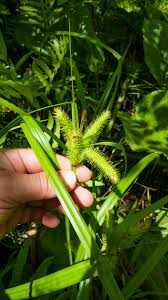 Image result for Carex brassii