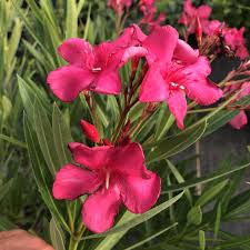 Image result for Nerium