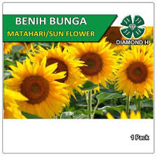 Bunga matahari adalah tanaman bunga semusim yang populer, baik sebagai tanaman hias pekarangan maupun tanaman penghasil minyak. Biji Benih Bunga Matahari Sunflower Seeds 10 S