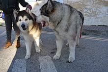 Angels that are not in disguise we are not breeders but lovers of the gorgeous breed. Alaskan Malamute Wikipedia