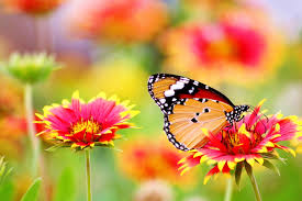 A close up of erigeron karvinskianus. How To Plant A Garden That Will Save Butterflies And Bees Wholesome Culture Blog