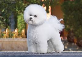 Hailing from the mediterranean it is believed sailors bartered with them, and so they landed disreputable breeders and puppy mill outlets are hard to recognize at times! Bichon Frise Breeds