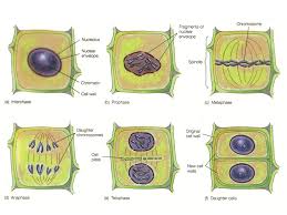 Maybe you would like to learn more about one of these? Mitosis Why Do Cells Divide Purpose Of Mitosis Growth Repair And Replace Dead Cells Asexual Reproduction Ppt Download