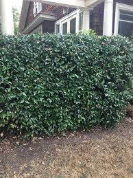 Maybe you would like to learn more about one of these? Trachelospermum Jasminoides Xera Plants