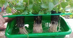 Mengenal Sistem Tanam Hidroponik Wick Nft Dan Dft Khusus Pemula