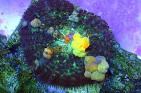 I have done a thread on the growth of my wwc og bounce mushroom, and haven't seen. Hallelujah Bounce Shroom Is A Miracle Of Colorful Bubbles Reef Builders The Reef And Saltwater Aquarium Blog
