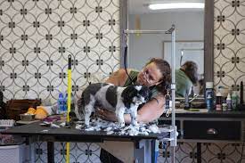 Maybe you would like to learn more about one of these? Iowa City Animal Shelters And Groomers See Increased Business The Daily Iowan