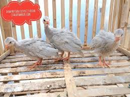 Ayam Mutiara Silver 25 Bulan Pesanan Bapak Aling Di Bandung Ayo Pesan Sekarang Kami Bisa Mengirimkan Ke Seluruh Indone Hewan Ternak Ayam Kandang Ayam