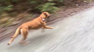 Growth chart rhodesian ridgeback : Pit Bull Mix Ridgeback Running Fast Youtube