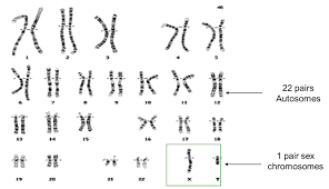 x marks the spot dnaexplained genetic genealogy