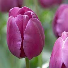 Top Tulips That Come Back Every Year Tulips Flowers Mothers Day Flowers