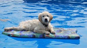 Maybe you would like to learn more about one of these? Golden Retriever Rescues In Maryland Adopt A Golden Retriever Near You Golden Hearts