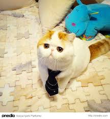 Everydayme Turkiye Bu Onedio Kadinlara Ozel Onedio Nun Kadin Hallerini Everydayme De Kesfedin Cok Sirin Hayvanlar Cute Kittens Snoopy