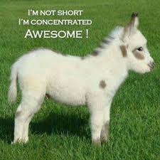 Mini Donkey Too Cute Mini Donkey Animals Funny Animals