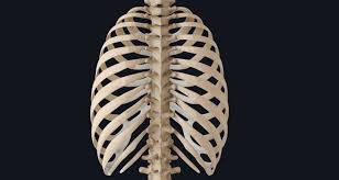 The thoracic cage (rib cage) is the skeletal framework of the thoracic wall, which encloses the thoracic cavity. Rib Cage Keeping Things Together In The Thorax Complete Anatomy