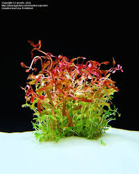 Image result for Nesaea