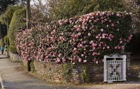 Camellia Hedge Falmouth Garden Shrubs Garden Hedges Rose Garden Landscape