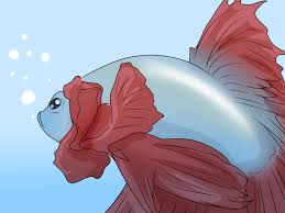 This is a nest made of saliva bubbles that the fish creates on the surface of the water to protect the eggs during breeding. How To Determine The Sex Of A Betta Fish 9 Steps With Pictures