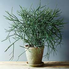 Euphorbia tirucalli belongs to the higher classification; 5 No Kill House Plants For Any Home Pencil Cactus Plant Cuttings Plants