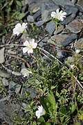 Image result for Cerastium afromontanum
