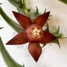 Image result for Ceropegia spatuliloba