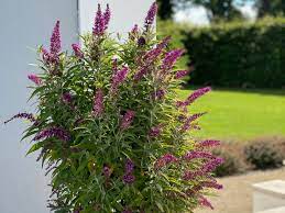 Stellen sie sie deshalb in die direkte sonne oder in den halbschatten. Sommerflieder Schmetterlingsstrauch Butterfly Tower Buddleja Davidii Butterfly Tower Baumschule Horstmann