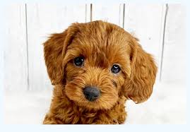 See more of cavapoo puppies for sale on facebook. Rules Not To Follow About Cavapoo Puppies For Sale Dog Breed