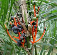 Image result for Chamaedorea seifrizii