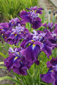 Pin On Iris