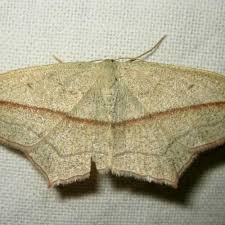 Image result for Timandra griseata